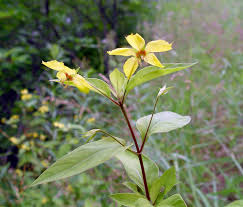 Image result for Lysimachia barbata