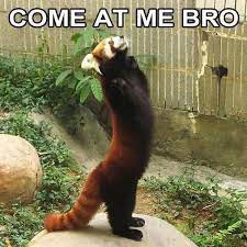 Pin On I Love Red Pandas