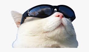 See more ideas about cat glasses, cats, cat wearing glasses. Wearing Cat Github Sunglasses Sunscreen Free Transparent Cat Wearing Sunglasses Png Png Download Transparent Png Image Pngitem