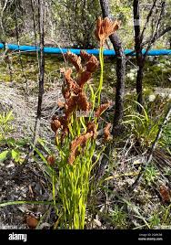 Image result for Schizaea