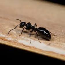 Image result for ant bite