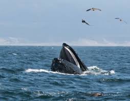 Giona fu davvero inghiottito da una balena?. Cape Cod La Storia Dell Uomo Ingoiato E Sputato Da Una Balena