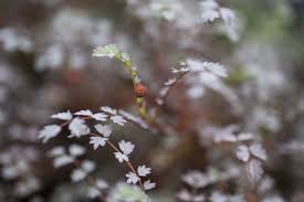 Image result for Holubia saccata