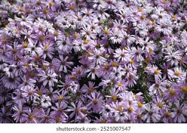 Image result for Athrixia phylicoides