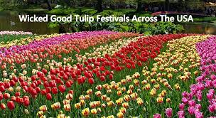 Enjoy pella's charming boutiques, restaurants, bakeries, and meat markets, all within a couple of blocks. Wicked Good Tulip Festivals Across The Usa Wicked Good Travel Tips