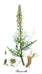 Image result for Resedaceae