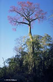 Image result for Hildegardia