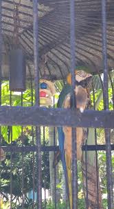 Search sanibel island directory & find the best places to stay, dine, play, shop, the hottest deals & more during your sanibel island or captiva vacation. The Exotic Birds Of Jerry S Sanibel Holiday