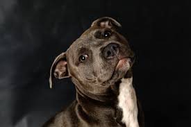 Brisbane Pet Photography