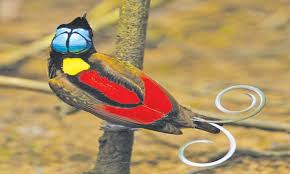 Lean grey bird with long legs, long neck, daggerlike bill, and folded neck in flight, blue grey in color with wide black stripe over eye. Birds With Fancy Tail Feathers Magazines Dawn Com