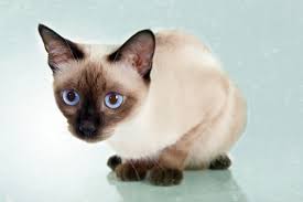 The siamese has really changed looks over the last few decades. 5 Intriguing Facts About Seal Point Cats Catster