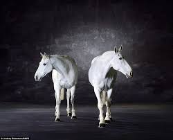 Top keywords % of search traffic. Photographer Creates 3 000 Square Foot Backdrop To Capture Stunning Pictures Of Horses Daily Mail Online