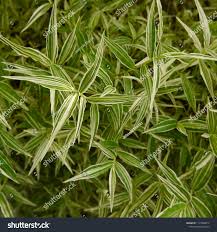 Image result for Oplismenus compositus