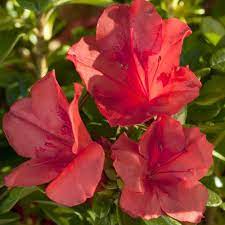 Encore Azalea 1 Gal Autumn Sunset Encore Azalea Shrub With Orange Red Reblooming Flowers 80611 The Home Depot In 2021 Reblooming Flowers Azalea Shrub Bloom