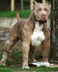 Pitbull Mode Pitbull Mode Posted On Instagram Good Boy Follow Us Pitbull Mode Credits Please Bully Breeds Dogs Big Dog Breeds Dog Breeds
