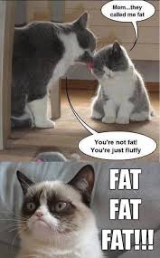 50 fat cat memes ranked in order of popularity and relevancy. 35 Most Funniest Grumpy Cat Memes On The Internet