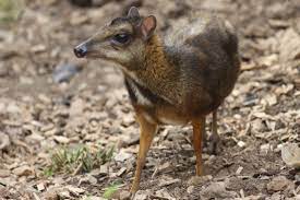 Baby java mouse deer takes its first steps after being. Java Mouse Deer Wikipedia