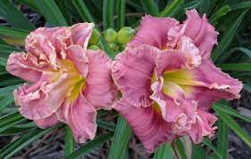 A sweetheart of a daylily. Pin On New Daylilies I Like