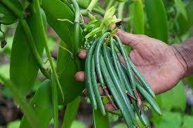 It can be difficult to locate these plants locally. How To Grow Vanilla Beans Vanilla Bean Plant Info Grow Vanilla Beans Bean Plant Vanilla Plant