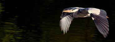 Unless otherwise noted, the list is that of bird checklists of the world as of january 2020. Pacific Northwest Birds Videos Facebook