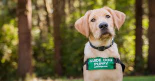 Check prices at your local practice as these will depend on your vet and where you live. Guide Dogs Draw Complaints For Failing To Follow Social Distancing Guidelines Street Roots