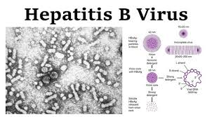 Hepatitis b is spread when blood, semen, or other body fluids from a person infected with the virus enters the body of someone who is not infected. Hepatitis B Virus Structure Symptoms Diagnosis Treatment More
