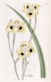 Image result for Dietes flavida