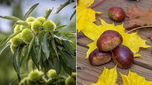 Maybe you would like to learn more about one of these? Castano Caracteristicas Y Cuidados Jardinatis