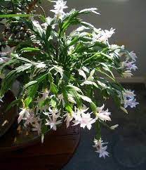 Unlike the red christmas cactus, the color of the white christmas cactus is so concentrated that you can see it clearly in the distance. Robot Check Christmas Cactus Christmas Plants Zygocactus