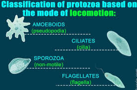 We did not find results for: Types And Examples Of Protists Articles On Biology Topics Quite Helpful For Researchers