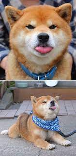 28 Photos That Prove Shiba Inu S Are Humans With Fur Cutesypooh Shiba Inu Puppy Shiba Inu Shiba Puppy