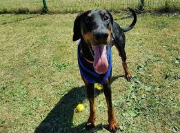 Kai Find A Pet Rspca Org Uk Doberman Colors Large Dog Breeds Pets