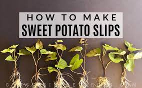 What do you need to know about growing potatoes? A Fast And Easy Way To Make Sweet Potato Slips Growing In The Garden