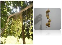 Terima kasih dan selamat menikmati koleksi gambar mewarnai kami tentang mewarnai gambar pohon dan buah. Balai Pengkajian Teknologi Pertanian Kalimantan Barat Rambai