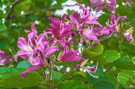 Image result for Bauhinia purpurea