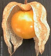 Image result for Physalis peruviana
