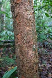 Image result for Paropsia