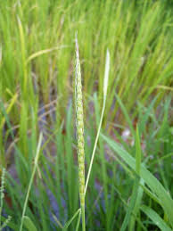 Image result for Isachne kiyalaensis