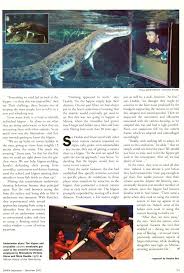 Image result for Flabellariopsis acuminata