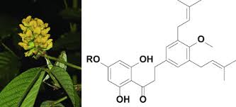 Image result for Eriosema laurentii