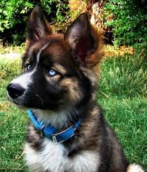 This is a dog that needs to be doing something meaningful. The German Shepherd Husky Mix A K A Gerberian Shepsky All You Need To Know Animalso