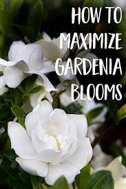 How To Maximize Gardenia Blooms Gardenia Plant Gardenia Trees Growing Gardenias