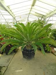 Image result for Encephalartos senticosus