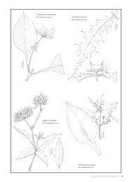 Image result for Feretia aeruginescens