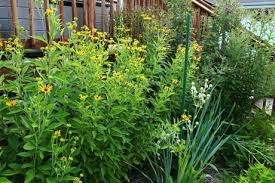 Image result for Centema subfusca