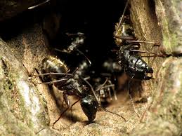 If you have further questions regarding carpenter ant control methods and how to effectively get rid of. Carpenter Ants Bulwark Exterminating 2020 4 7 Stars