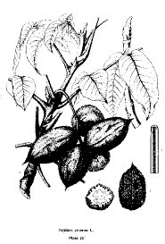 Butternut Fruit Is A Smaller Version Of The Black Walnut Vintage Illustration Illustration Tree Illustration