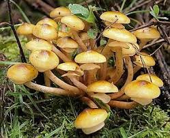 20 Essbare Waldpilze Die In Deutschland Heimisch Sind In 2020 Waldpilze Pilze Essbare Pilze