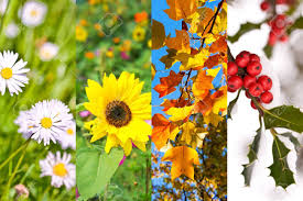 Maybe you would like to learn more about one of these? Plants And Flowers In Spring Summer Autumn Winter Photo Collage Four Seasons Concept Stock Photo Picture And Royalty Free Image Image 80678551