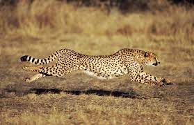 How Fast Can A Cheetah Run Cheetah Pictures Cheetah Wallpaper Animals